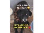 Nerina IN BOX DA 10ANNI H24!! SOS AIUTO ROMA