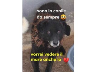 Nerina IN BOX DA 10ANNI H24!! SOS AIUTO ROMA