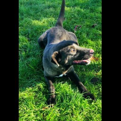 LEO, simil labrador, CANE IN ADOZIONE - Foto 7