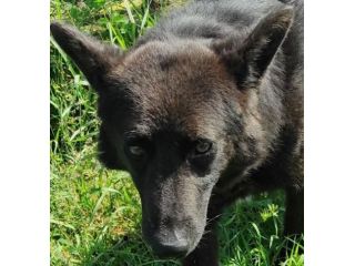 CAGNOLINO CERCA CASA, ALBERTO TAGLIA MEDIO CONTENUTA