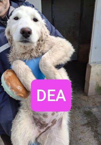 CUCCIOLI 3 MESI E MEZZO TAGLIA MEDIA SONO IN CANILE - Foto 2
