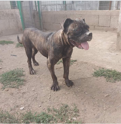 3anni mix Pit/Corso dolcissima finita in canile Prov Salerno