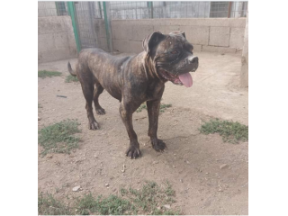 4anni mix Pit/Corso dolcissima finita in canile Prov Salerno