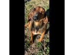 ZARA LA DOLCEZZA INFINITA, CAGNOLINA IN ADOZIONE