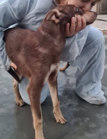 Nutella, cucciolo buonissimo - Foto 2