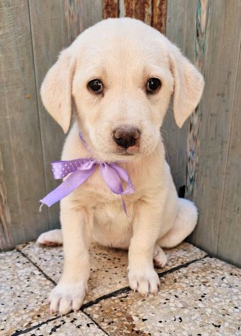 ADOTTIAMO LILLYBETH! - Foto 5