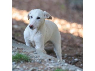 OLIVER, 8 MESI (20/09/25), TAGLIA MEDIA, TIMIDO E MERAVIGLIOSO CERCA CASA
