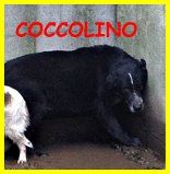CAGNOLINI SPLENDIDI DA TROPPO IN CANILE CERCANO CASA - Foto 2