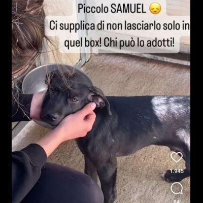 SAMUEL DOLCISSIMO CUCCIOLO IN ADOZIONE