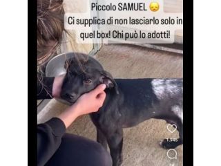 SAMUEL DOLCISSIMO CUCCIOLO IN ADOZIONE
