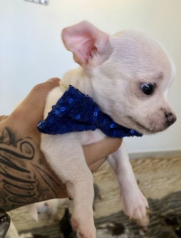 Chihuahua femmina e maschio - Foto 9