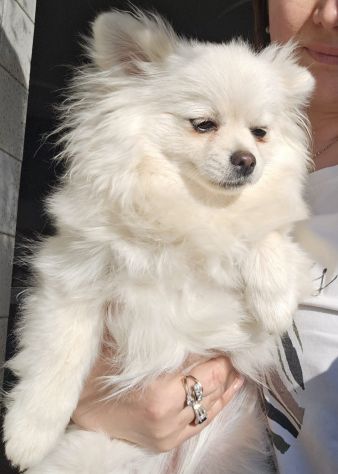 Volpino di pomerania/chihuahua femmina - Foto 4
