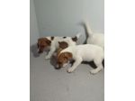 JACK RUSSELL CUCCIOLI