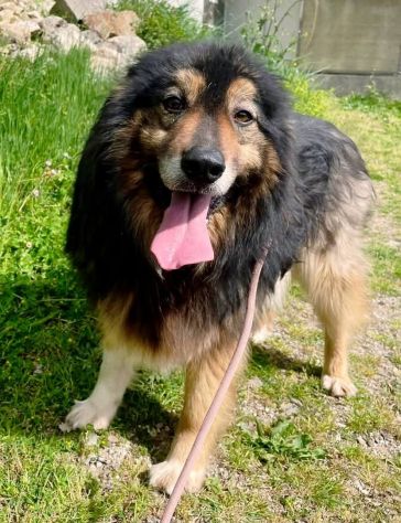 MARTIN SOCIEVOLE CANE IN ADOZIONE - Foto 2