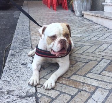 NACHO, bellissimo Bulldog Americano - Foto 7