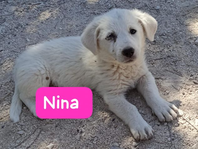 CUCCIOLI 2 MESI TAGLIA MEDIA GRANDE - Foto 6