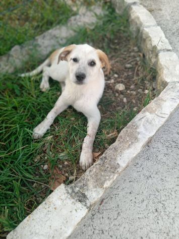 Maia cucciola - Foto 4