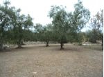 Albero di Ulivo