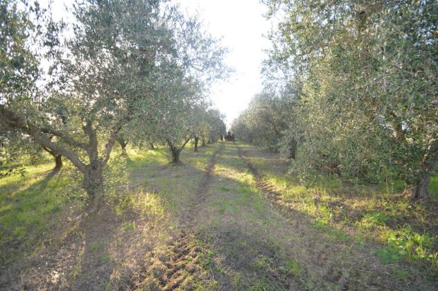 Seminativo in vendita a Grosseto - Foto 11