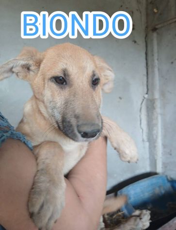 Cuccioli maschi e femmine - Foto 3