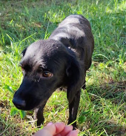 Leo giovane cagnolino taglia medio piccola 12,14 kg - Foto 6