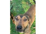 CERCASI MIRACOLO DI ADOZIONE! ROSY 4/5ANNI KG 15 CON LEISHMANIA! ROMA