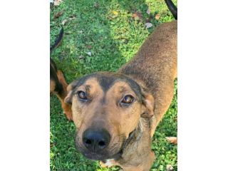 CERCASI MIRACOLO DI ADOZIONE! ROSY 5ANNI KG 15 CON LEISHMANIA! ROMA