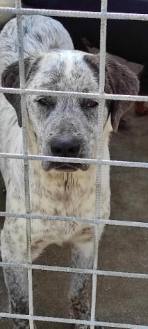 CUCCIOLO IN ADOZIONE - Foto 5