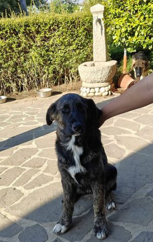 DANA E BERNA CUCCIOLE IN ADOZIONE - Foto 10