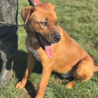 GHOST STUPENDO SIMIL BOXER CANE IN ADOZIONE - Foto 3