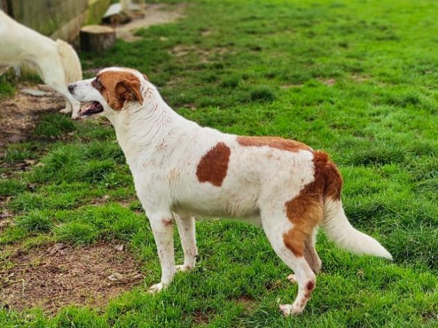 FRISBEE, cane in adozione. - Foto 5