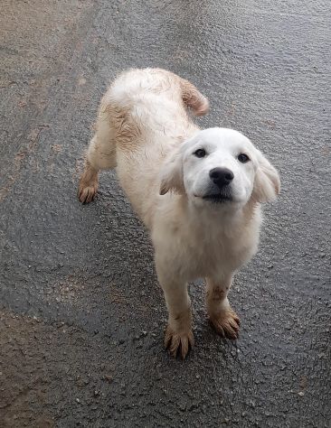 CUCCIOLA 4 MESI taglia media grande