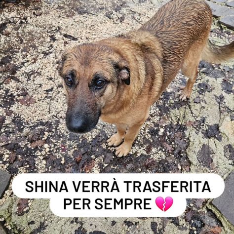 SHINA UNA VITA BUTTATA CANE IN ADOZIONE - Foto 4