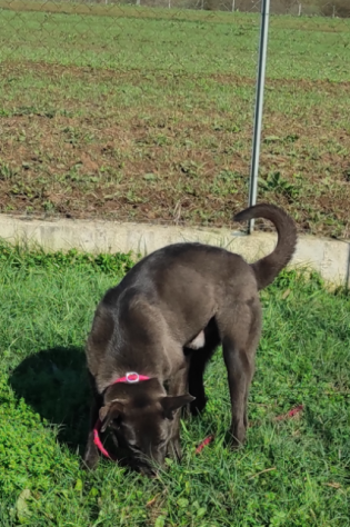 LEO, simil labrador, CANE IN ADOZIONE - Foto 8