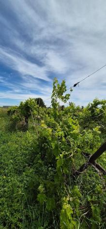 Terreno agricolo in vendita a Titignano - Cascina 2230 mq Rif: 1413652 - Foto 5