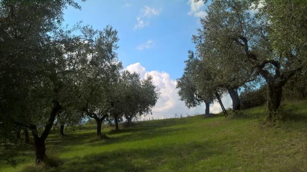 Uliveto in vendita a Lugnano in Teverina - Foto 5