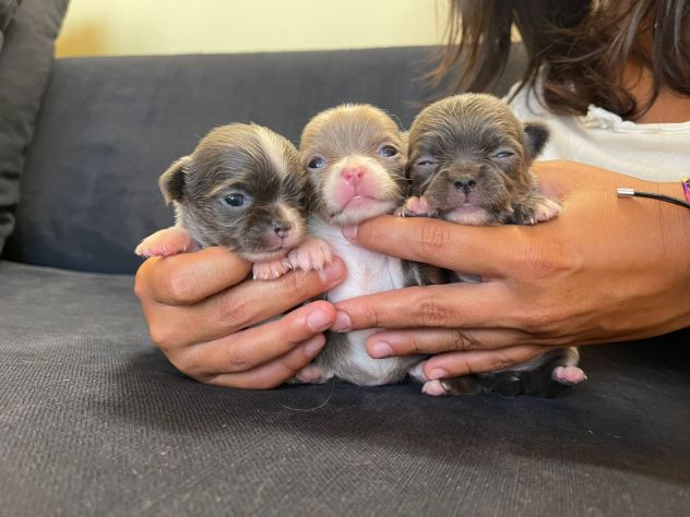Mini cuccioli chihuahua - Foto 7