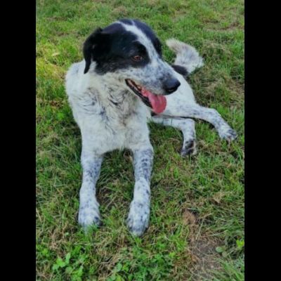 GENTILE E DISCRETO CAGNOLINO IN ADOZIONE - Foto 5