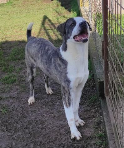 MAX CERCA ATTENZIONE, CHIEDE AMORE, CANE IN ADOZIONE TG MEDIA - Foto 6