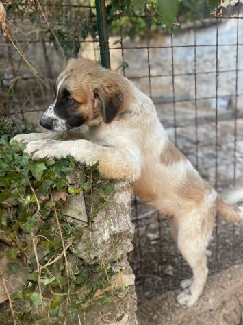 Lillino cucciolo - Foto 4