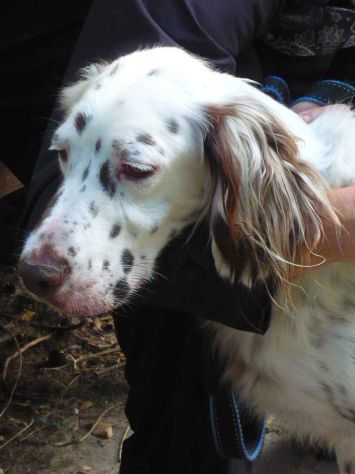 ARTU', fantastico setter inglese - Foto 2