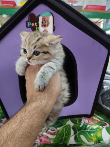 Cuccioli di gattini scottish fold e straight - Foto 2