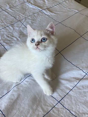British shorthair - Foto 4