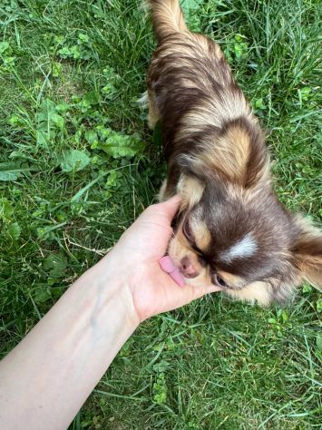 Chihuahua - Foto 2