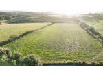 Terreno Agricolo in Bracciano