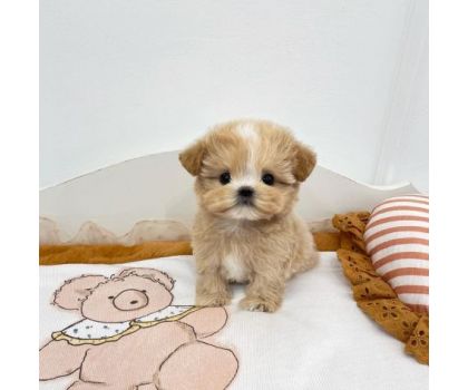 I cuccioli di Giulia - Foto 2