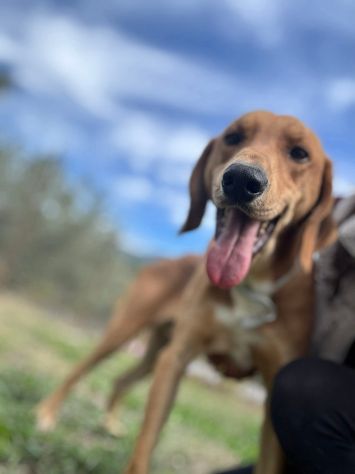 DIAMANTE SOCIEVOLE DELICATO CANE IN ADOZIONE TG CONTENUTA - Foto 3
