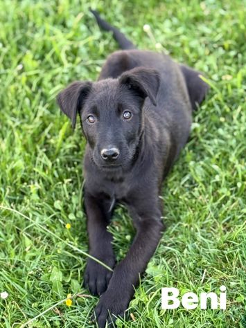 3 dolci CUCCIOLI total black! Bellissimi - Foto 4