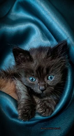 Bellissimi gattini Siberianiani pedigree Enfi - Foto 7