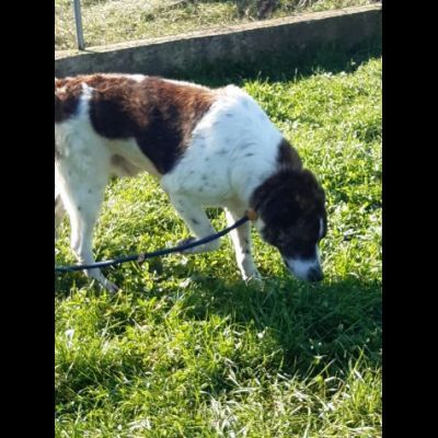 IL TEMPO PERDUTO DI DOC, CANE IN ADOZIONE - Foto 6